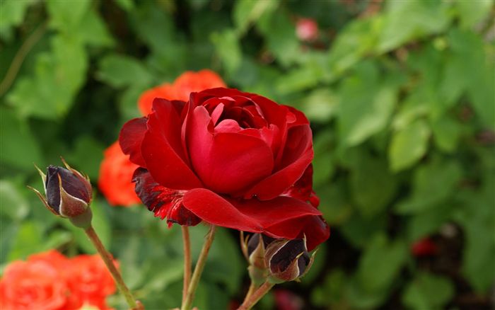 a red rose 