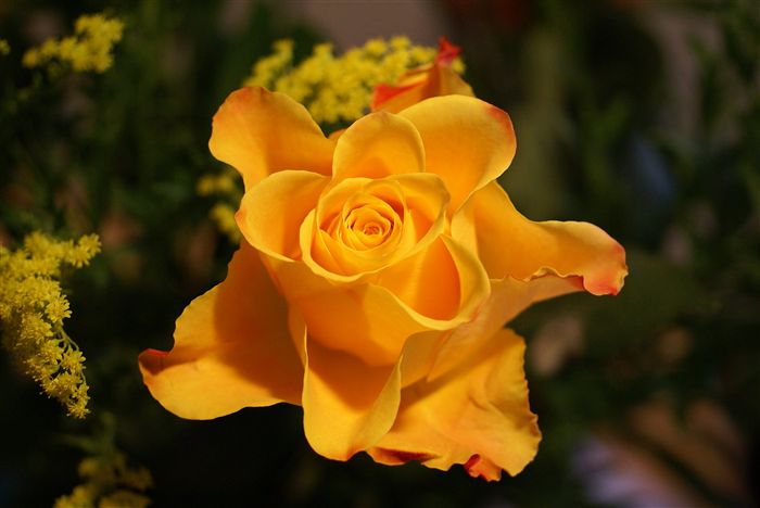 yellow rose photo close up 