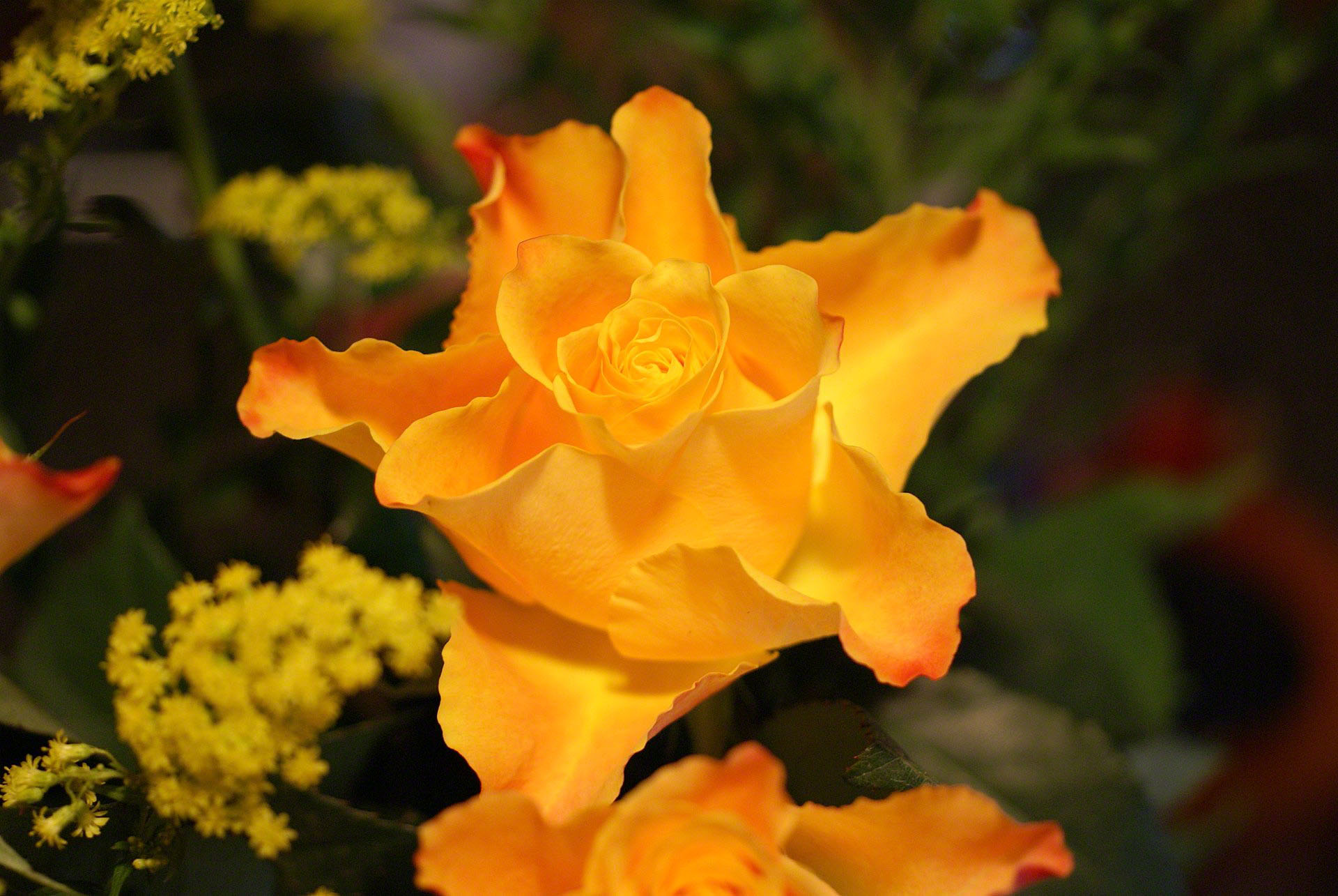 yellow rose beautiful