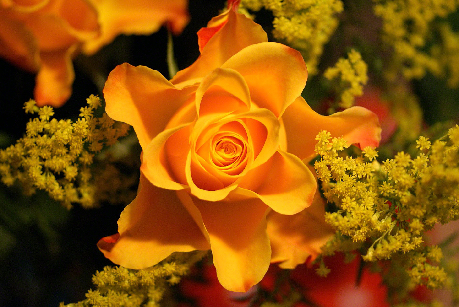 yellow rose beautiful photo