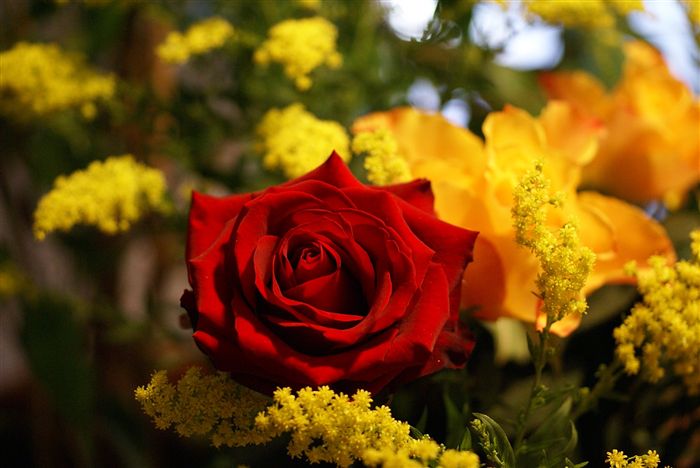 yellow rose and red rose bouquet 