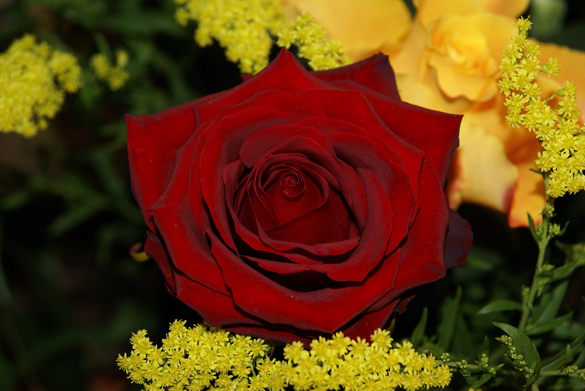 red rose romantic bouquet
