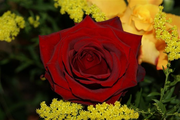 red rose romantic bouquet 