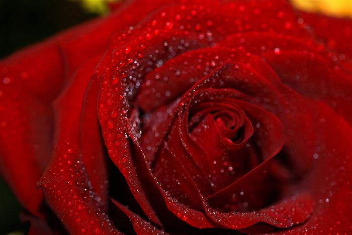 red rose with waterdrops macro 