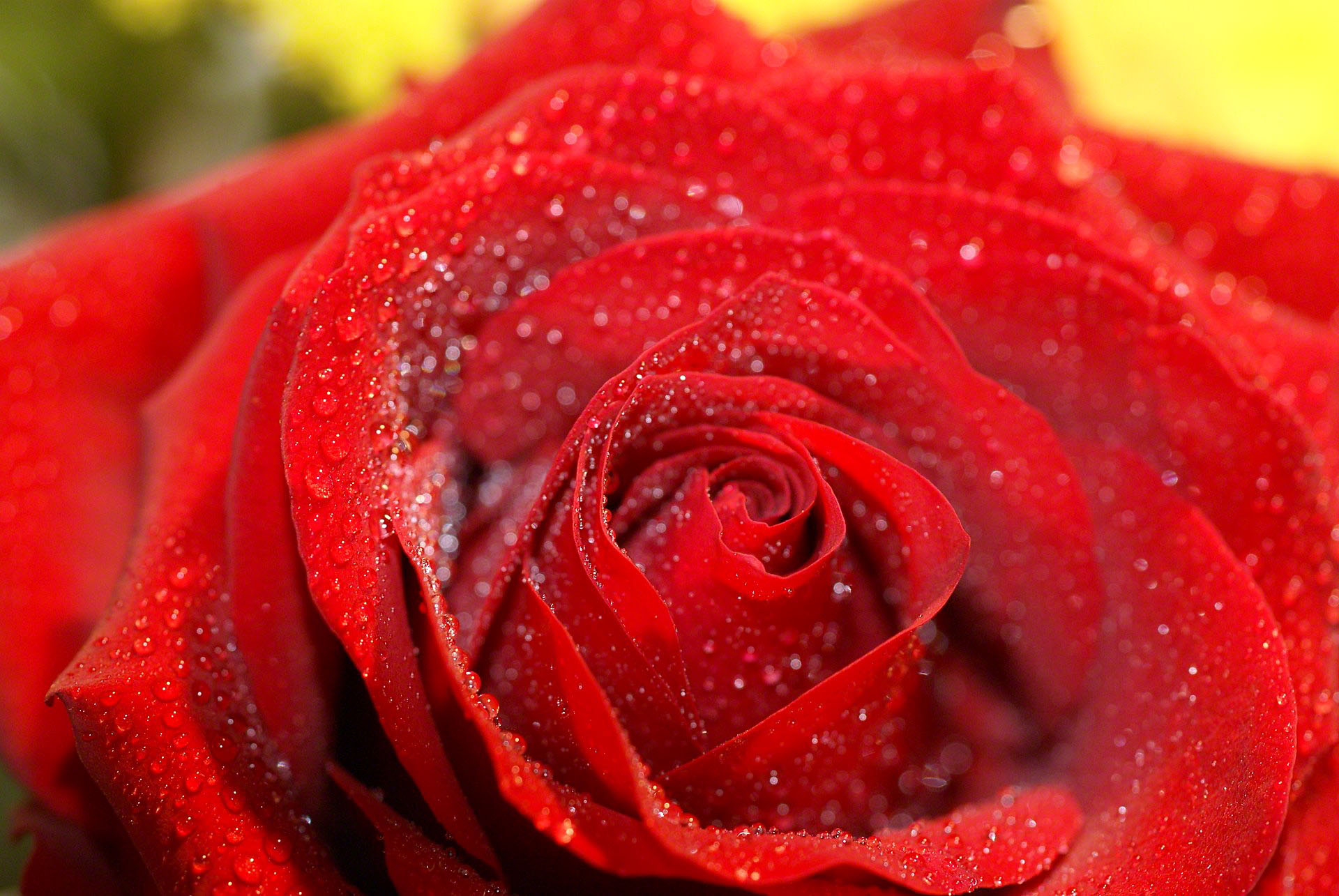 red rose with waterdrops shower macro
