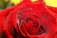 red rose with waterdrops shower macro 