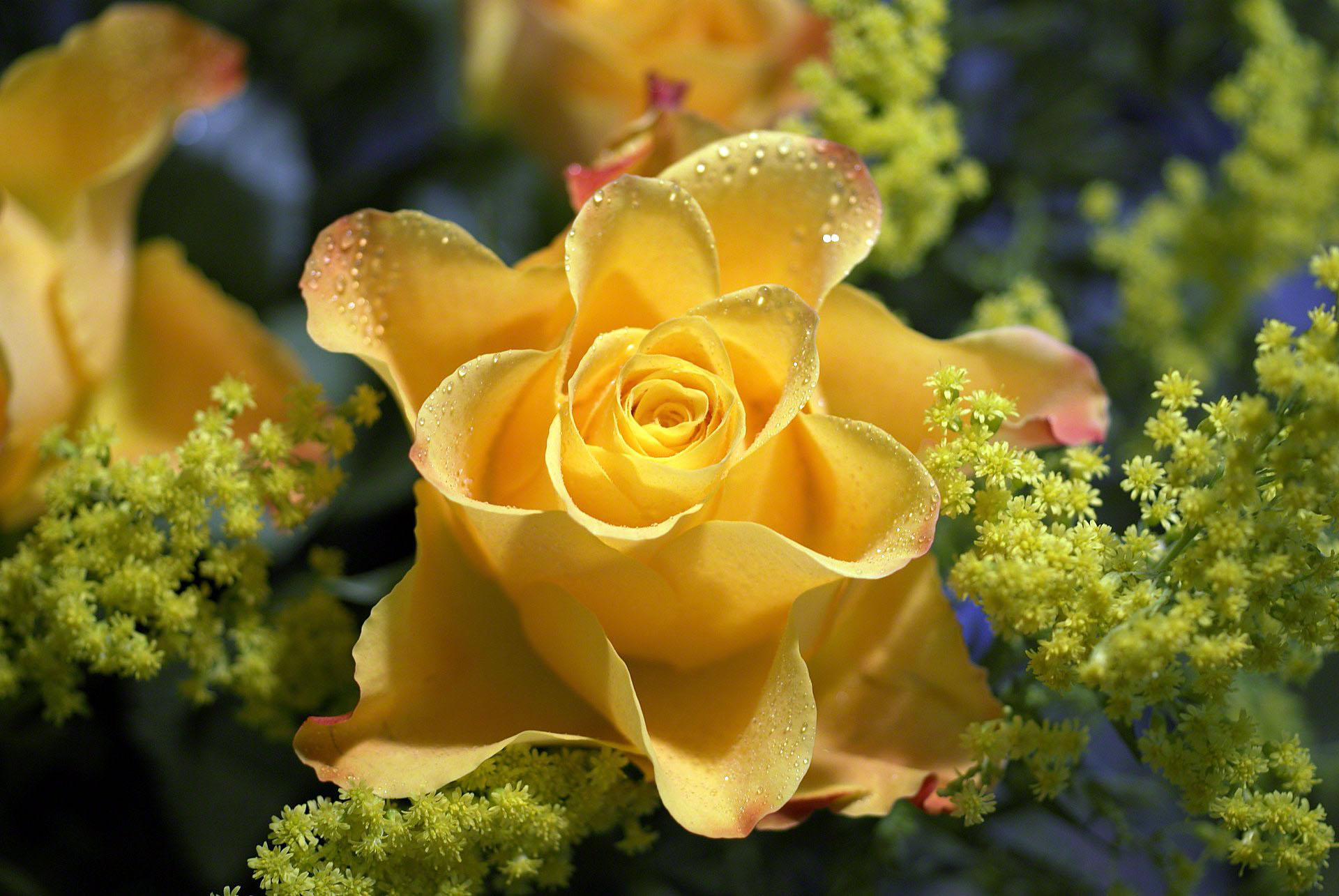 yellow rose with waterdrops
