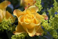 yellow rose with waterdrops 