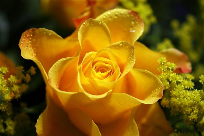 yellow rose with waterdrops shower 