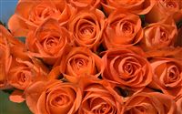 Orange Roses wallpaper 