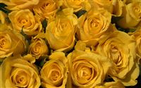 Yellow roses photo 