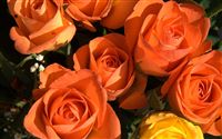 Orange roses wallpaper 