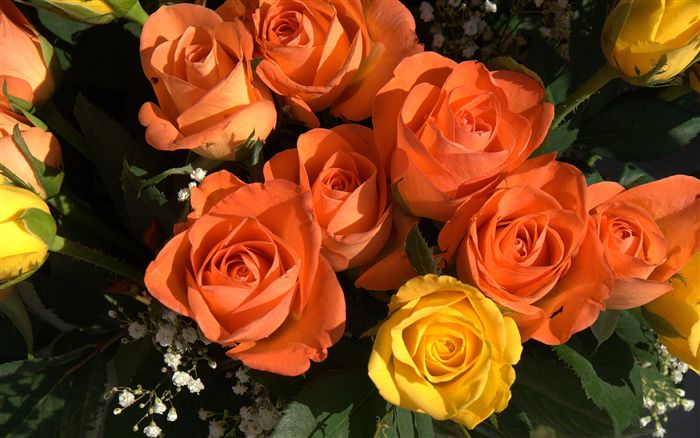 rose bouquet 