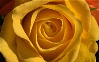 yellow rose macro 