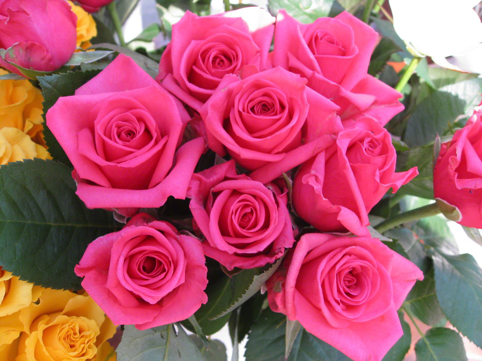 Pink Roses Wallpaper Bouquet