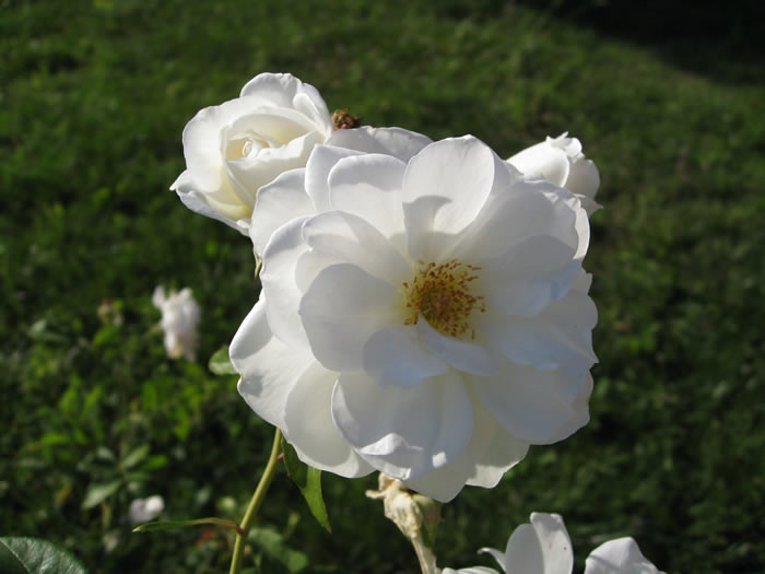 Wild Roses White  