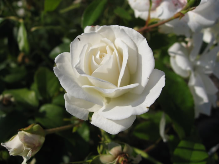 Wild Rose White  