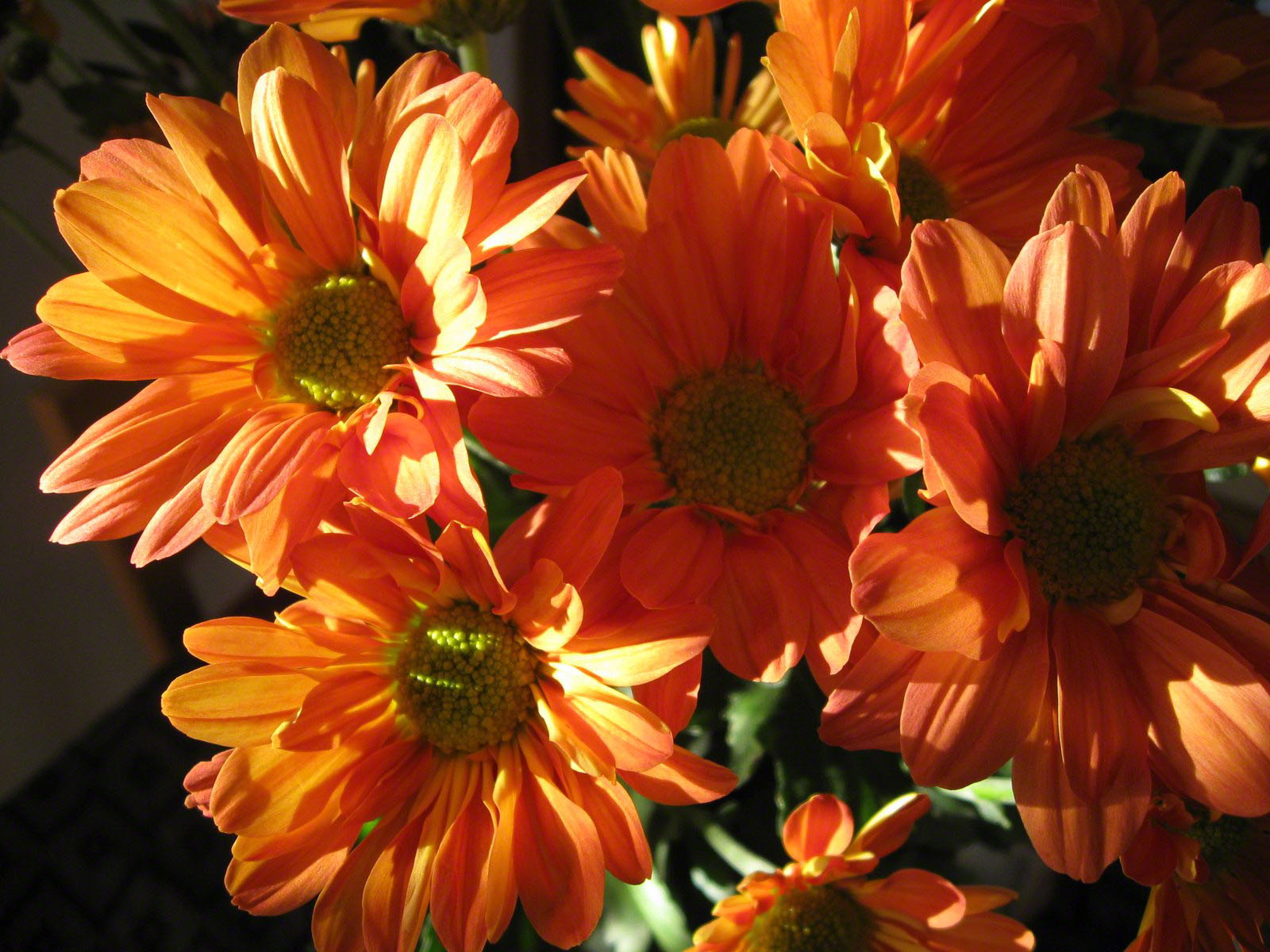 Orange Chrysanthemums  Wallpaper Bouquet