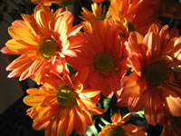 Orange Chrysanthemums  Wallpaper Bouquet 