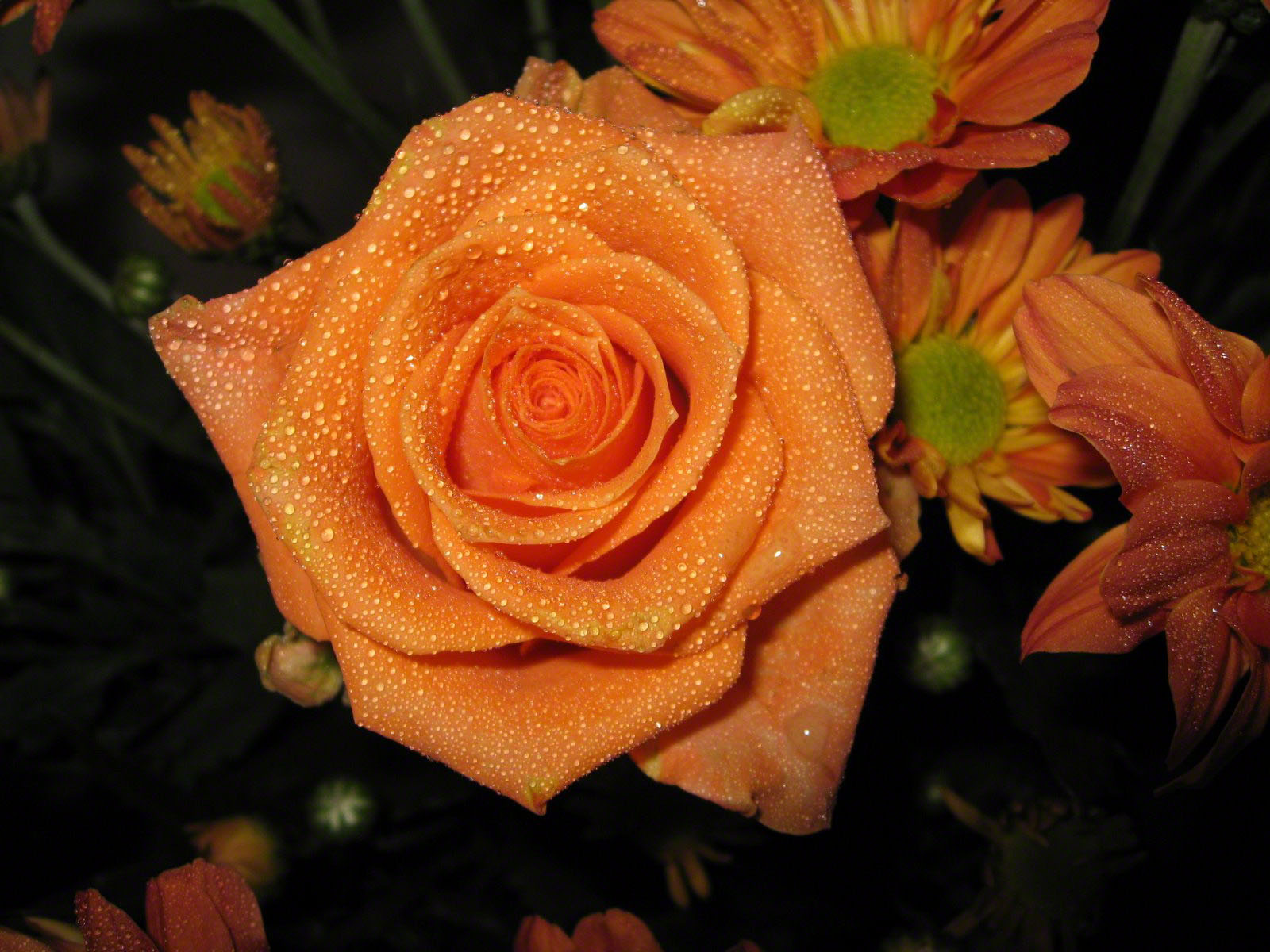 Orange Rose Wallpaper Bouquet 