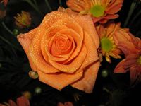 Orange Rose Wallpaper Bouquet  