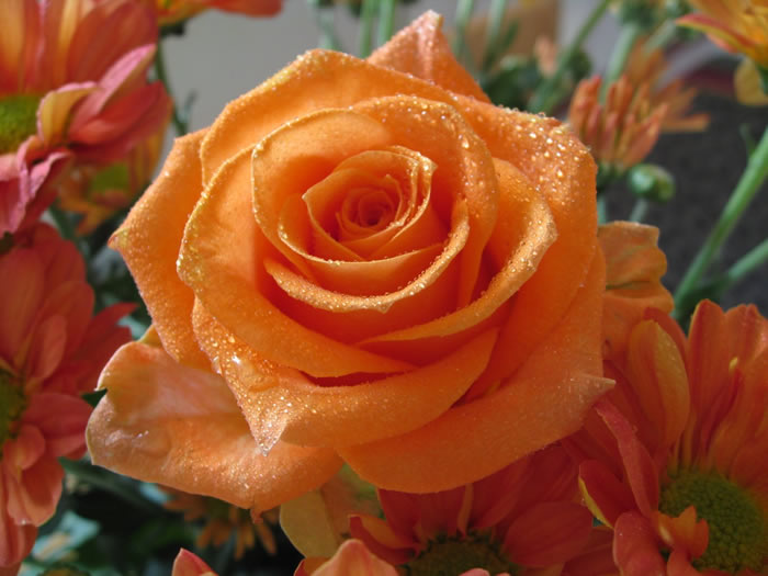 Orange Rose Macro 