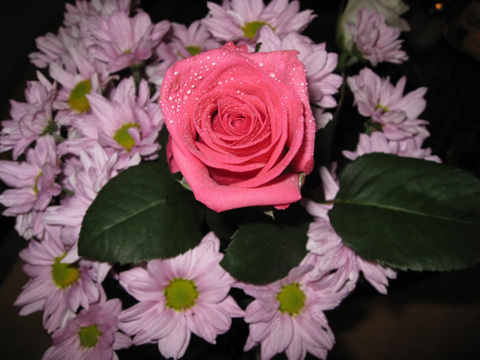 Pink roses wallpaper bouquet  
