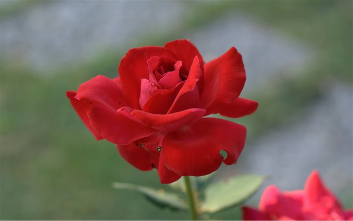 Simply a Rose 