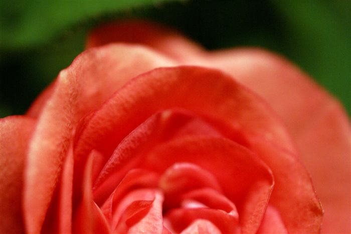 Soft Macro Rose 