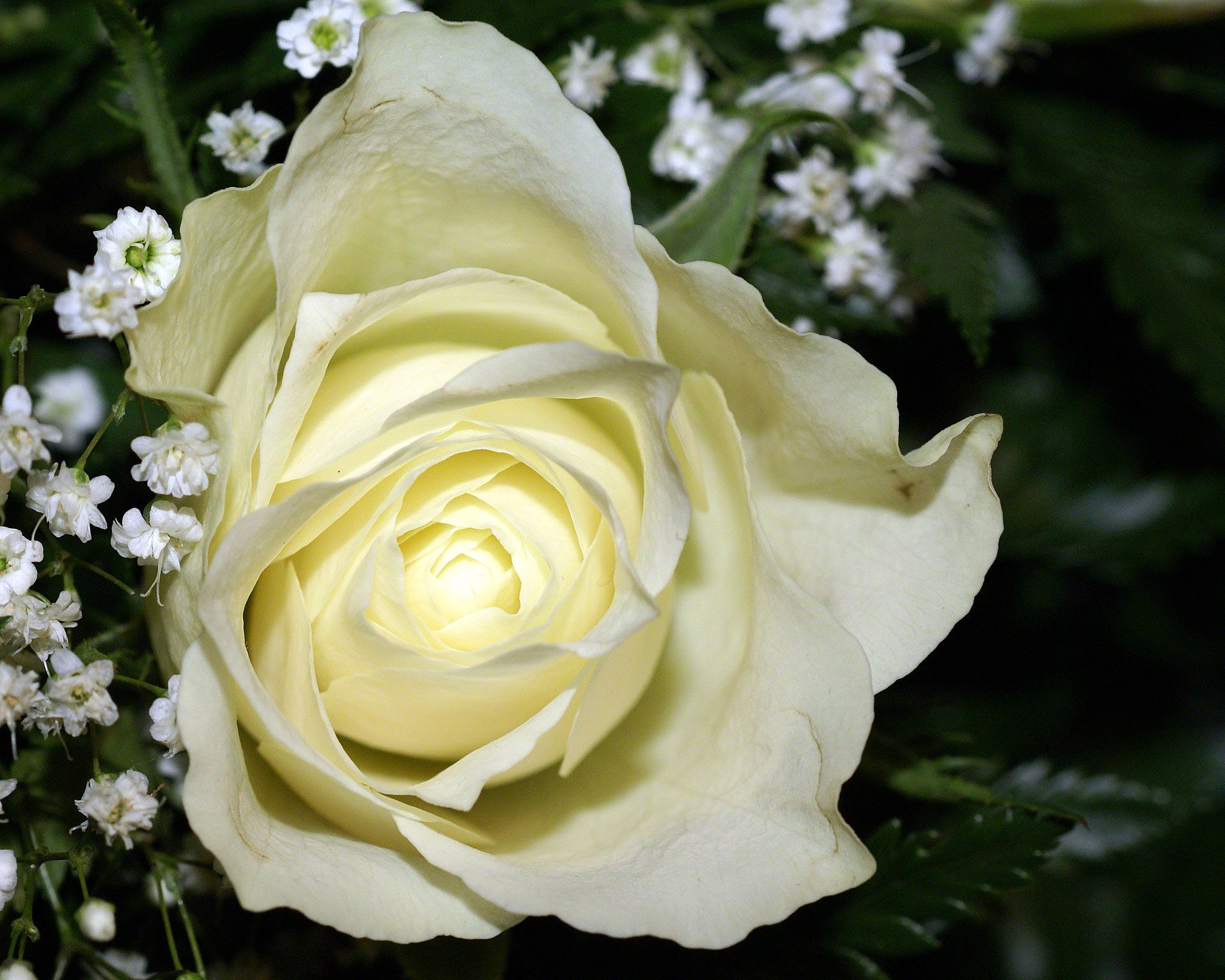 Macro White rose