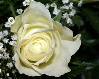 Macro White rose 