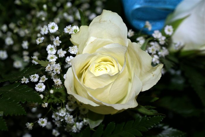 most beautiful White rose 
