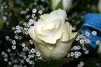Macro beautiful White rose 