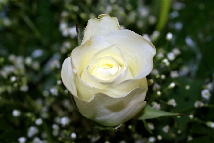 beautiful White rose 