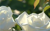 beautiful white rose 