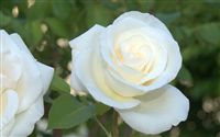 beautiful white rose 