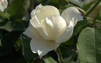 white rose 