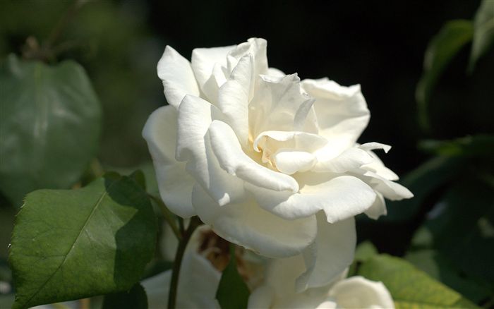white rose with charme 