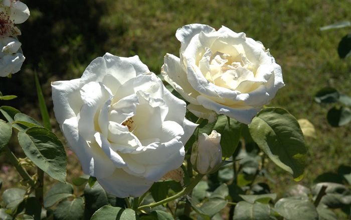 white roses couple 