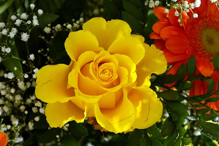 Yellow Rose 