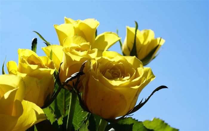 Yellow roses close up photo 
