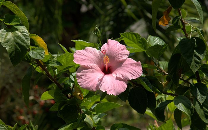 pink hibiscus 