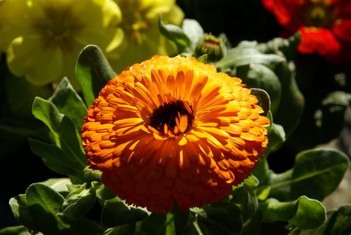 Pot Marigold (Calendula officinalis) 