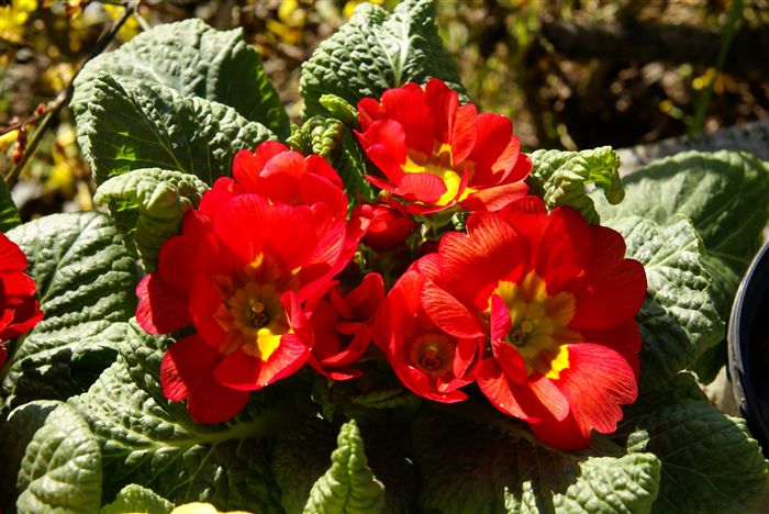 primula vulgaris - Primrose red 