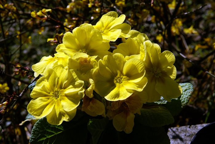 yellow primorose - primula 