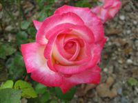 Most beautiful Rose 