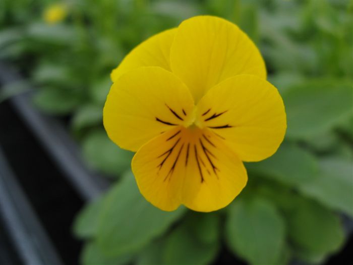 Viola Pansee Yellow 