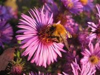 Aster Alpinus with Bumble Bee Macro 