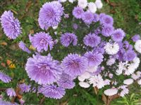 Violet and white Aster (callistephus chinensis) 
