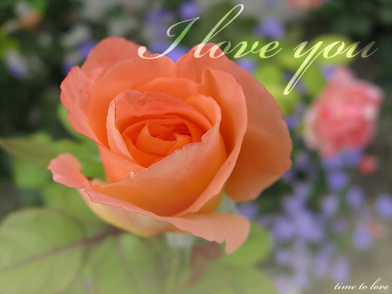 Love you Ecard peach rose